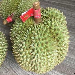 国产榴莲小视频,短视频里的热带风情与味蕾诱惑 第2张 国产榴莲小视频,短视频里的热带风情与味蕾诱惑 第2张